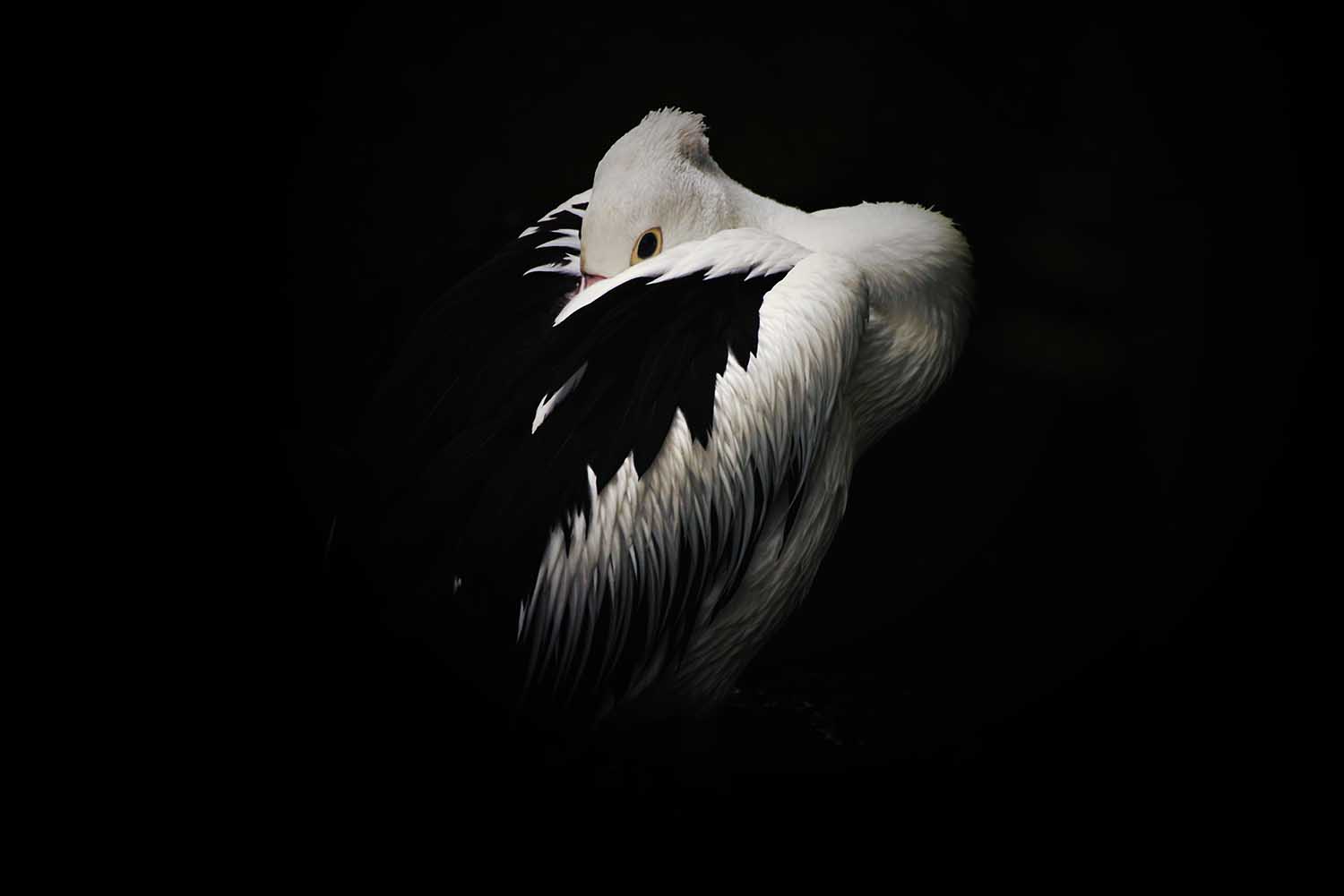 Best New Nature and Wildlife Entries to the 2017 Sony World Photography